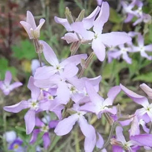 Fragrant Night Flowering Stock Seeds - Annual, Pale Lilac to White, 9000 Pcs Flower Seeds - Image 6