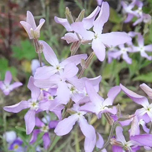 Fragrant Night Flowering Stock Seeds - Annual, Pale Lilac to White, 9000 Pcs Flower Seeds - Image 6