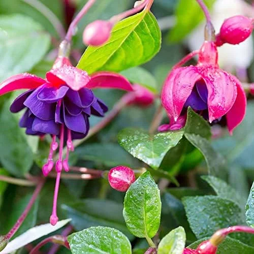 Fuchsia Dark Eyes Flower Seeds - 100 Pcs Vibrant Ornamental Plants for Hanging Baskets & Containers - Image 2