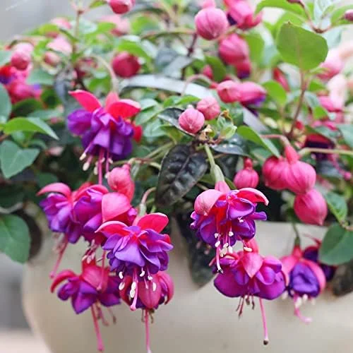 Fuchsia Dark Eyes Flower Seeds - 100 Pcs Vibrant Ornamental Plants for Hanging Baskets & Containers - Image 4