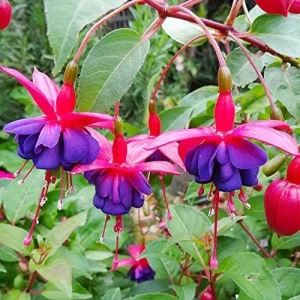 Fuchsia Dark Eyes Flower Seeds - 100 Pcs Vibrant Ornamental Plants for Hanging Baskets & Containers - Image 5
