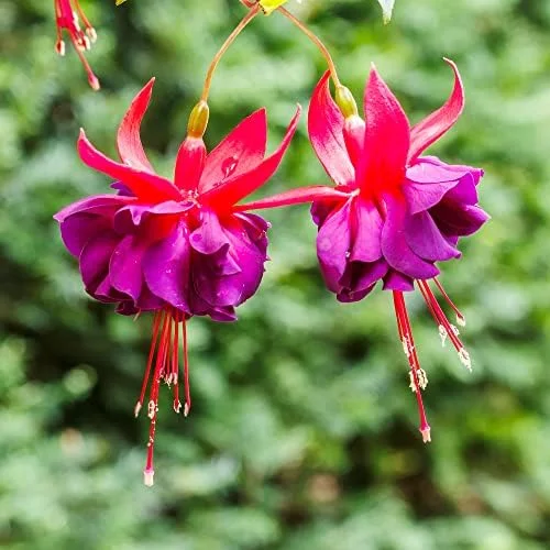 Fuchsia Dark Eyes Flower Seeds - 100 Pcs Vibrant Ornamental Plants for Hanging Baskets & Containers - Image 6