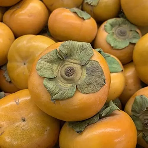 Fuyu Persimmon Seeds Diospyros Kaki Edible Sweet Fruit Tree Seeds 10 Pcs for Outdoor Planting - Image 2