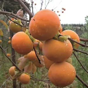 Fuyu Persimmon Seeds Diospyros Kaki Edible Sweet Fruit Tree Seeds 10 Pcs for Outdoor Planting - Image 4