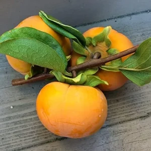 Fuyu Persimmon Seeds Diospyros Kaki Edible Sweet Fruit Tree Seeds 10 Pcs for Outdoor Planting - Image 5