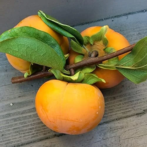 Fuyu Persimmon Seeds Diospyros Kaki Edible Sweet Fruit Tree Seeds 10 Pcs for Outdoor Planting - Image 5