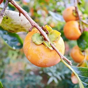 Fuyu Persimmon Seeds Diospyros Kaki Edible Sweet Fruit Tree Seeds 10 Pcs for Outdoor Planting - Image 6