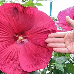 Giant Hibiscus Seeds Dinnerplate Moscheutos Swamp Mallow Perennial Huge Hardy Ornamental Flower Seeds, 100 Count, Rose