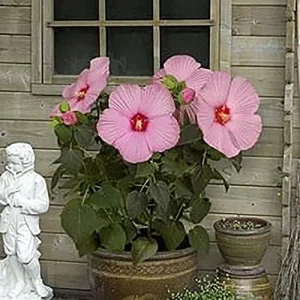 Alternative view of Giant Hibiscus Seeds Dinnerplate Moscheutos Swamp Mallow Perennial Huge Hardy Ornamental Flower Seeds, 100 Count, Rose