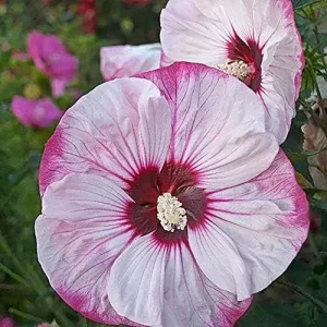 Giant Hibiscus Seeds Dinnerplate Moscheutos Swamp Mallow Perennial Huge Hardy Ornamental Flower Seeds, 100 Count, Rose - Image 3