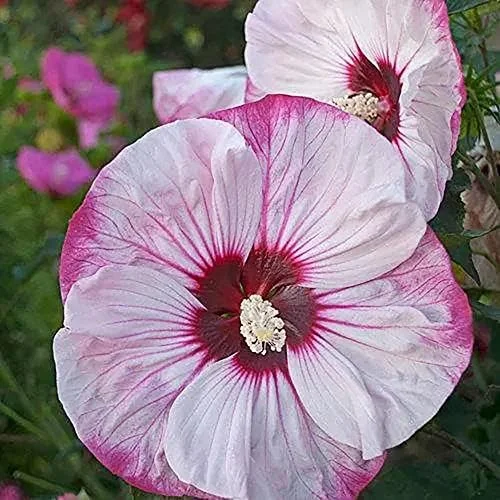 Giant Hibiscus Seeds Dinnerplate Moscheutos Swamp Mallow Perennial Huge Hardy Ornamental Flower Seeds, 100 Count, Rose - Image 3