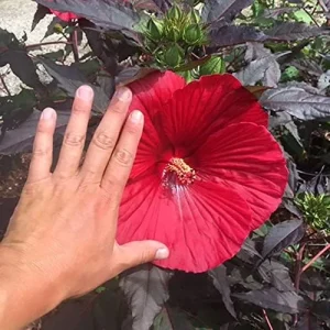 Giant Hibiscus Seeds Dinnerplate Moscheutos Swamp Mallow Perennial Huge Hardy Ornamental Flower Seeds, 100 Count, Rose - Image 4