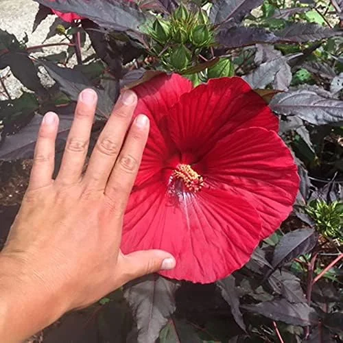 Giant Hibiscus Seeds Dinnerplate Moscheutos Swamp Mallow Perennial Huge Hardy Ornamental Flower Seeds, 100 Count, Rose - Image 4