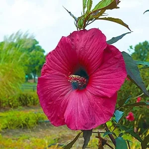 Giant Hibiscus Seeds Dinnerplate Moscheutos Swamp Mallow Perennial Huge Hardy Ornamental Flower Seeds, 100 Count, Rose - Image 5