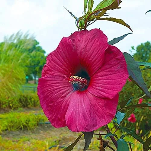Giant Hibiscus Seeds Dinnerplate Moscheutos Swamp Mallow Perennial Huge Hardy Ornamental Flower Seeds, 100 Count, Rose - Image 5