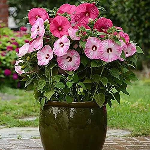 Giant Hibiscus Seeds Dinnerplate Moscheutos Swamp Mallow Perennial Huge Hardy Ornamental Flower Seeds, 100 Count, Rose - Image 6