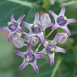 Alternative view of Giant Milkweed Crown Flower Seeds - Perennial Shrub/Tree, Fragrant, Attracts Butterflies & Bees - Outdoor 5 Pcs