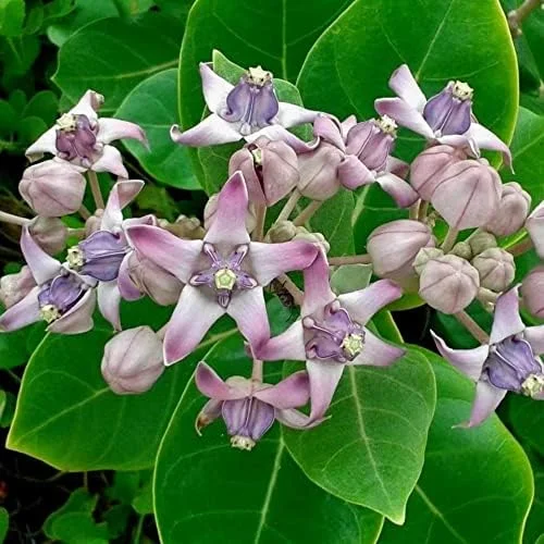 Giant Milkweed Crown Flower Seeds - Perennial Shrub/Tree, Fragrant, Attracts Butterflies & Bees - Outdoor 5 Pcs - Image 3