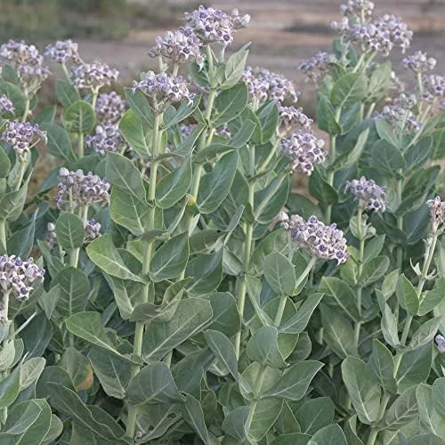 Giant Milkweed Crown Flower Seeds - Perennial Shrub/Tree, Fragrant, Attracts Butterflies & Bees - Outdoor 5 Pcs - Image 4
