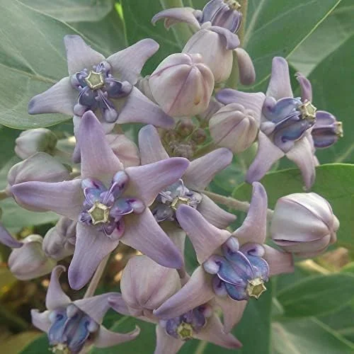 Giant Milkweed Crown Flower Seeds - Perennial Shrub/Tree, Fragrant, Attracts Butterflies & Bees - Outdoor 5 Pcs - Image 5