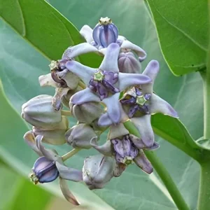 Giant Milkweed Crown Flower Seeds - Perennial Shrub/Tree, Fragrant, Attracts Butterflies & Bees - Outdoor 5 Pcs - Image 6