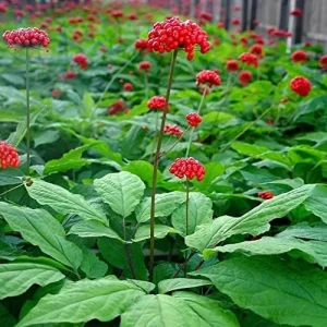 Alternative view of Ginseng Seeds Perennial Herb 25Pcs Organic Red