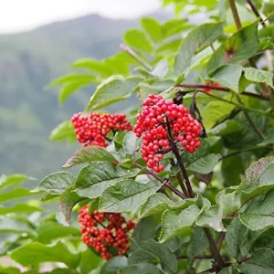 Ginseng Seeds Perennial Herb 25Pcs Organic Red - Image 3
