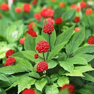 Ginseng Seeds Perennial Herb 25Pcs Organic Red - Image 4