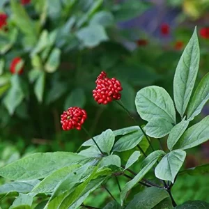 Ginseng Seeds Perennial Herb 25Pcs Organic Red - Image 5
