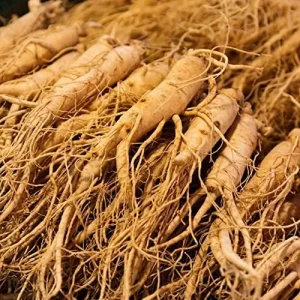 Ginseng Seeds Perennial Herb 25Pcs Organic Red - Image 6