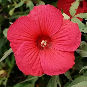Hardy Hibiscus Moscheutos Seeds, Perennial Flower, 25 Count, Red