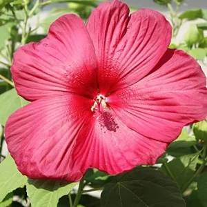 Hardy Hibiscus Moscheutos Seeds, Perennial Flower, 25 Count, Red - Image 3