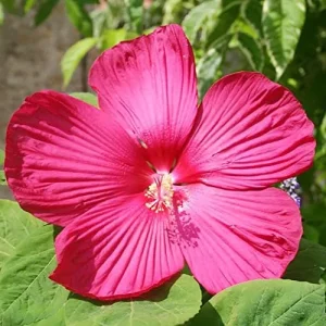 Hardy Hibiscus Moscheutos Seeds, Perennial Flower, 25 Count, Red - Image 4
