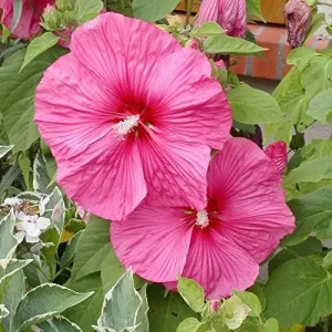 Hardy Hibiscus Moscheutos Seeds, Perennial Flower, 25 Count, Red - Image 5