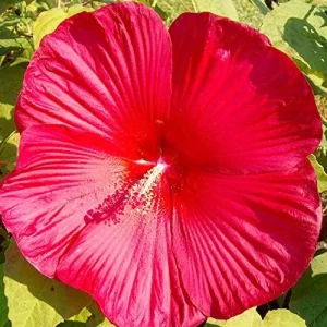 Hardy Hibiscus Moscheutos Seeds, Perennial Flower, 25 Count, Red - Image 6