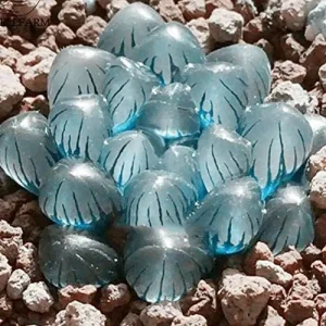 Haworthia Obtusa Crystal Succulent Seeds - 100 Pcs Green Live Plant Seeds for Indoor & Outdoor Home Decor