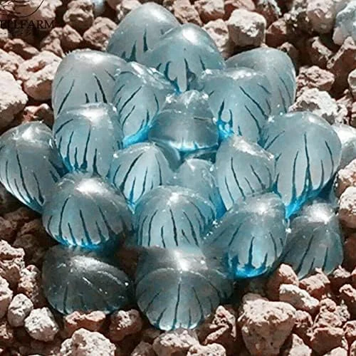 Haworthia Obtusa Crystal Succulent Seeds - 100 Pcs Green Live Plant Seeds for Indoor & Outdoor Home Decor