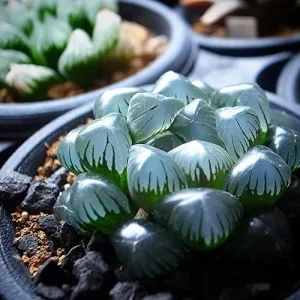 Alternative view of Haworthia Obtusa Crystal Succulent Seeds - 100 Pcs Green Live Plant Seeds for Indoor & Outdoor Home Decor