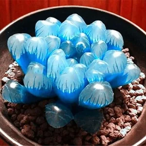 Haworthia Obtusa Crystal Succulent Seeds - 100 Pcs Green Live Plant Seeds for Indoor & Outdoor Home Decor - Image 3