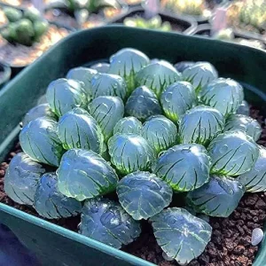 Haworthia Obtusa Crystal Succulent Seeds - 100 Pcs Green Live Plant Seeds for Indoor & Outdoor Home Decor - Image 4