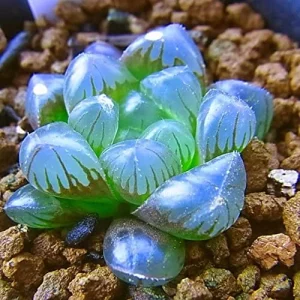 Haworthia Obtusa Crystal Succulent Seeds - 100 Pcs Green Live Plant Seeds for Indoor & Outdoor Home Decor - Image 5