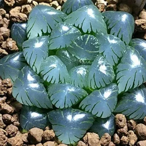 Haworthia Obtusa Crystal Succulent Seeds - 100 Pcs Green Live Plant Seeds for Indoor & Outdoor Home Decor - Image 6