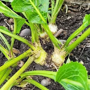Horseradish Seeds 200 Count Perennial Vegetable GMO Free Outdoor Garden Containers