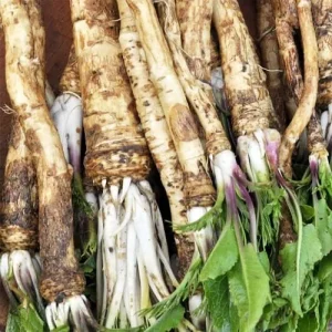 Horseradish Seeds 200 Count Perennial Vegetable GMO Free Outdoor Garden Containers - Image 5
