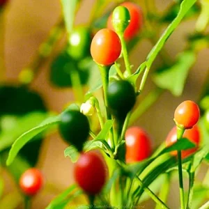 Hot Chili Pepper Seeds Fast-Growing GMO Free Outdoor Vegetable Garden 100 Count Green Red - Image 3