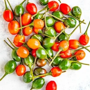 Hot Chili Pepper Seeds Fast-Growing GMO Free Outdoor Vegetable Garden 100 Count Green Red - Image 4