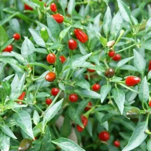 Hot Chili Pepper Seeds Fast-Growing GMO Free Outdoor Vegetable Garden 100 Count Green Red - Image 5