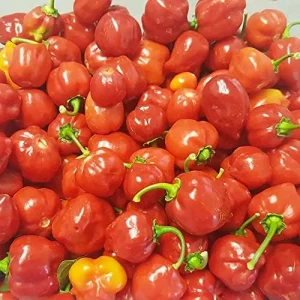 Hot Chili Pepper Seeds Fast-Growing GMO Free Outdoor Vegetable Garden 100 Count Green Red - Image 6
