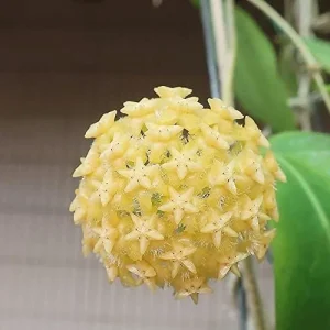 Alternative view of Hoya Carnosa Seeds Wax Plant - 100 Pcs Flower Seeds for Attractive Waxy Foliage & Fragrant Star-Shaped Flowers - Low-Maintenance Houseplant for Hanging Baskets