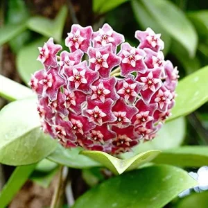 Hoya Carnosa Seeds Wax Plant - 100 Pcs Flower Seeds for Attractive Waxy Foliage & Fragrant Star-Shaped Flowers - Low-Maintenance Houseplant for Hanging Baskets - Image 3